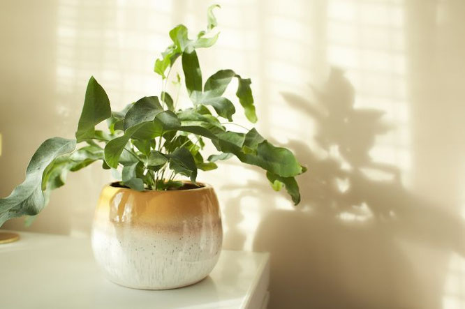 Planten Scandinavisch interieur: ideeën en styling tips