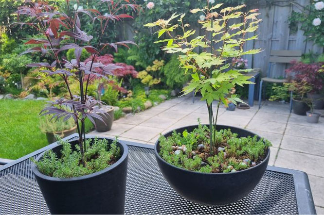 Winterharde bomen in pot verzorgen op het balkon