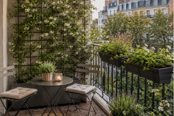 Klimplanten op een balkon: ga je voor zelfhechtende klimplanten of een klimrek?