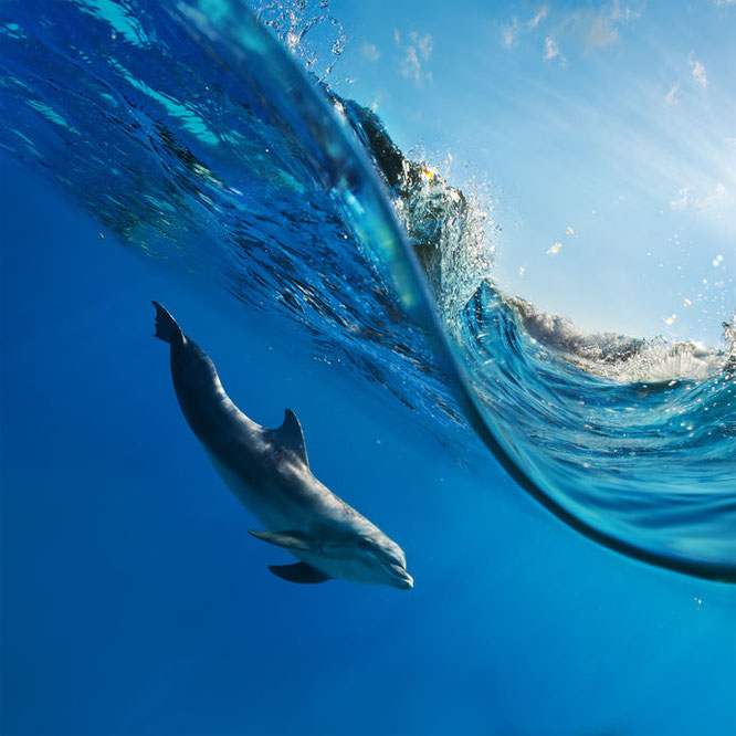 Bottlenose dolphin swimming, dolphin under water.