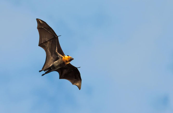 flying fox bat, bats, creatures of the night