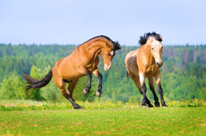horses, horse herd, horses facts for kids