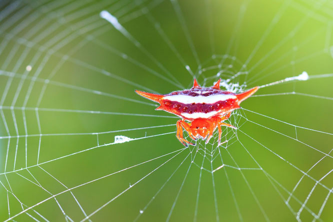 Interesting Facts About Spider Webs!