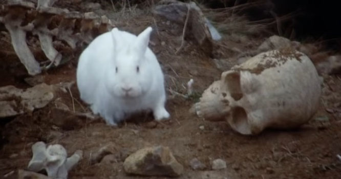 Still from "Monty Python and The Holy Grail" (1975)