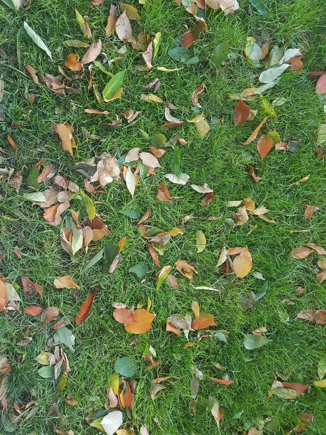Herbstlaub auf grünem Rasen als Zeichen der Vergänglichkeit. Von Jahreszeiten und der Zeit.