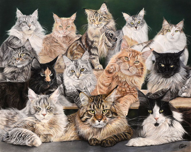 Nos chats Maine Coon 