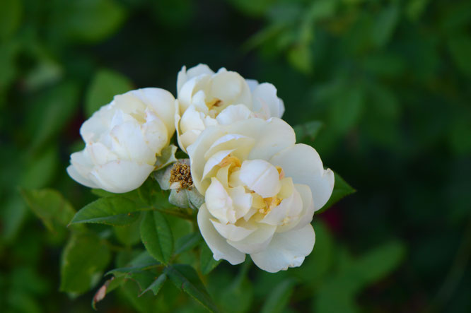 A deliberate exception to the reds, Wollerton Old Hall makes a refreshing accent at the top of the bed.