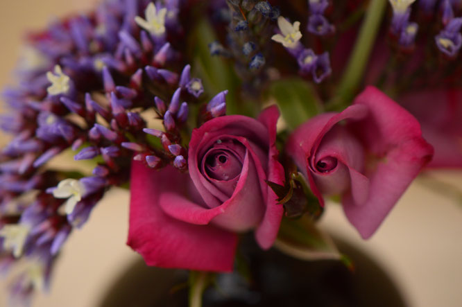 Miniature rose "Lavender"