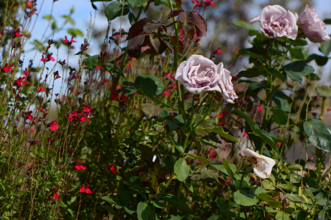 small sunny garden, amy myers, desert garden, garden bloggers bloom day
