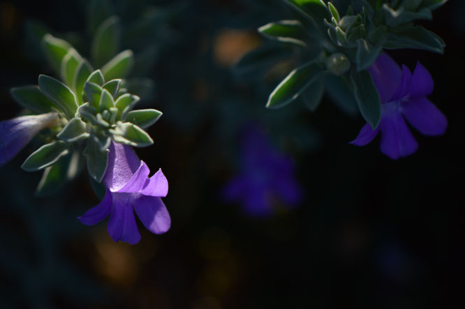 small sunny garden, desert garden, amy myers, tuesday view, autumn bloom, eremophila, emu bush, hygrophana