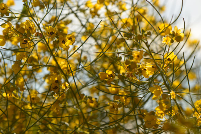 small sunny garden, desert garden, photography, amy myers, garden bloggers foliage day, monthly favorites, senna nemophila