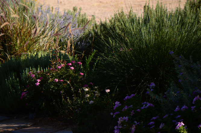 Tuesday view, miniature rose, small sunny garden, desert garden, amy myers, photography