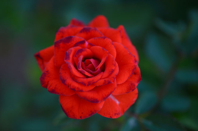 small sunny garden, desert garden, amy myers, garden bloggers bloom day, gbbd, november, photography, miniature rose