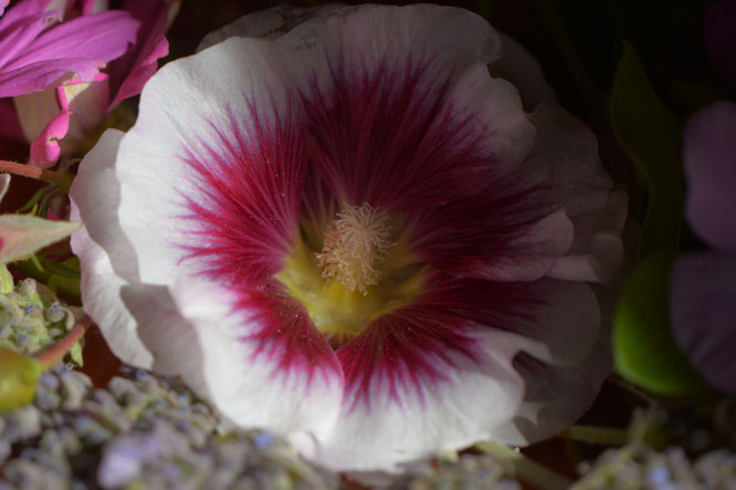 the hollyhock bloom "Creme de Cassis"