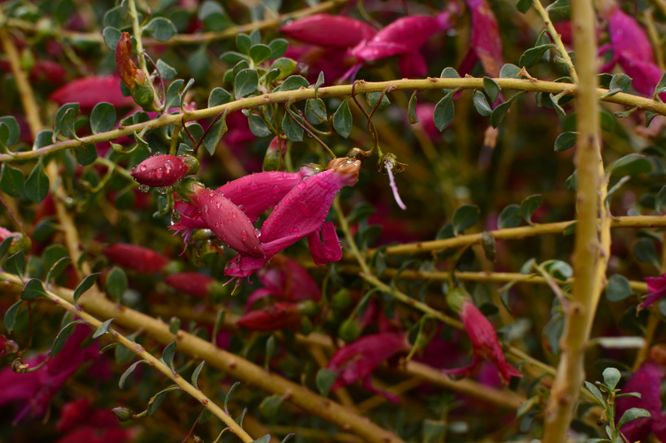 Eremophila maculata "Valentine"