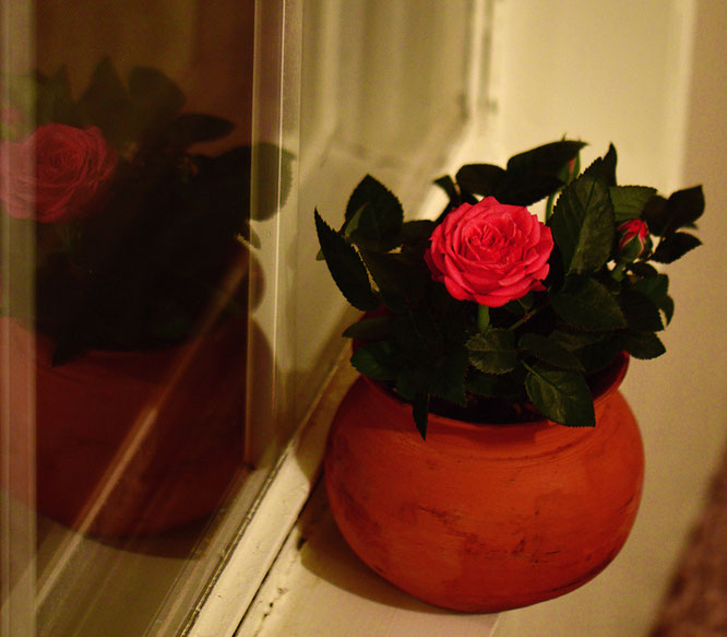 miniature roses in a flower pot