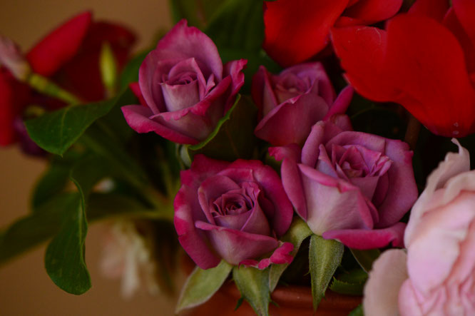 rose, miniature, small sunny garden, desert garden, amy myers, monday vase, photography