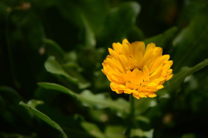 small sunny garden, desert garden, amy myers, photography, gbbd, garden bloggers bloom day, spring, flowers, calendula, pot marigold
