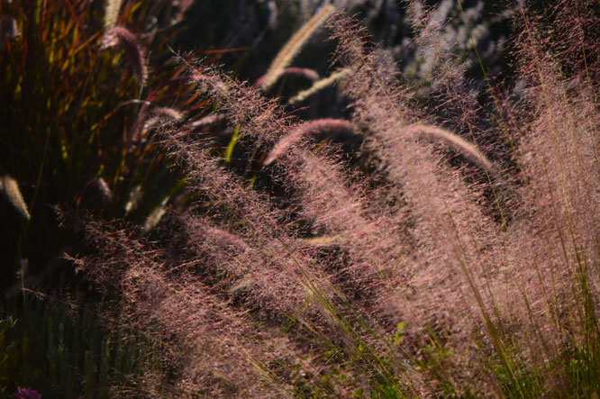 Tuesday view, ornamental grasses, muhlenbergia, regal mist, small sunny garden, desert garden, amy myers, photography