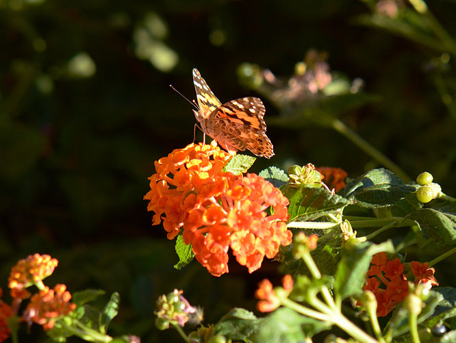 butterfly, photography, amy myers, small sunny garden, desert garden, lantana, wordless wednesday