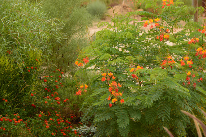 small sunny garden, desert garden, amy myers, photography, garden blog, summer