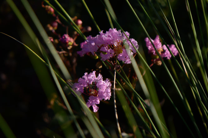 small sunny garden, desert garden, amy myers, tuesday view, autumn bloom, lagerstroemia, rhapsody in pink