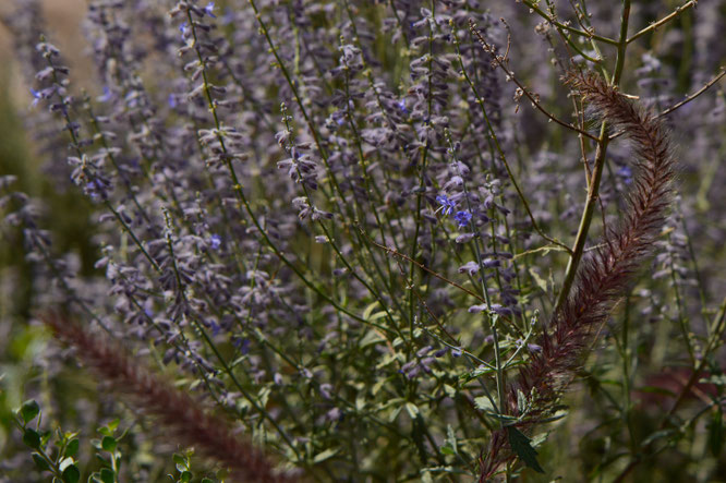Tuesday view, desert garden, small sunny garden, perovskia, pennisetum, amy myers, photography