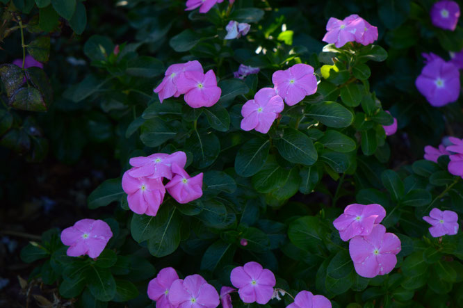 small sunny garden, desert garden, amy myers, garden bloggers bloom day, gbbd, november, photography, catharanthus, roseus, vinca