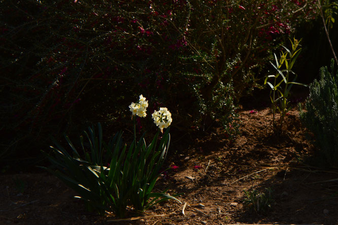 desert garden, small sunny garden, tuesday view, amy myers, photography, narcissus, tazetta