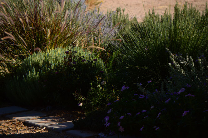 small sunny garden, desert garden, amy myers, tuesday view, autumn bloom