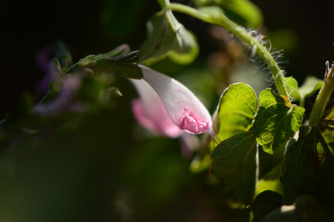 small sunny garden, desert garden, amy myers, tuesday view, autumn bloom, salvia