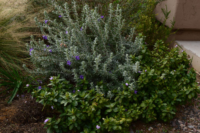 desert garden, small sunny garden, amy myers, garden structure, shrubs, eremphila, hygrophana