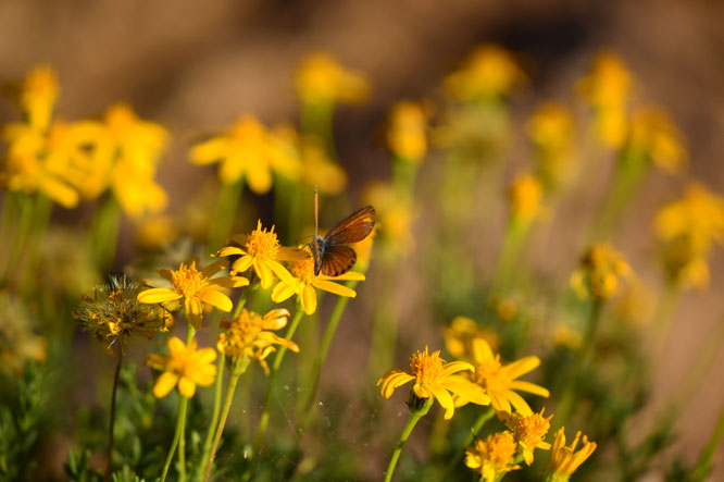 small sunny garden, desert garden, amy myers, garden bloggers bloom day, gbbd, november, photography, chrysactinia mexicana, damianita
