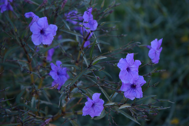 small sunny garden, desert garden, amy myers, garden bloggers bloom day, gbbd, november, photography, ruellia