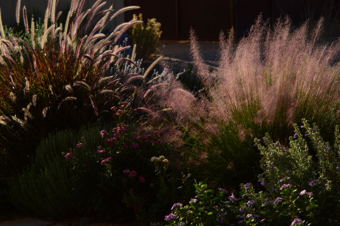 Tuesday view, miniature rose, small sunny garden, desert garden, amy myers, photography, ornamental grasses, muhlenbergia, pennisetum