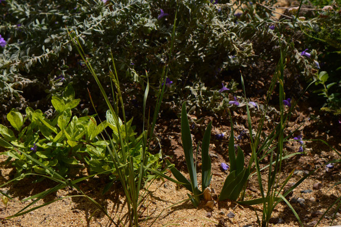 small sunny garden, desert garden, amy myers, photography, south border, tuesday view, words and herbs