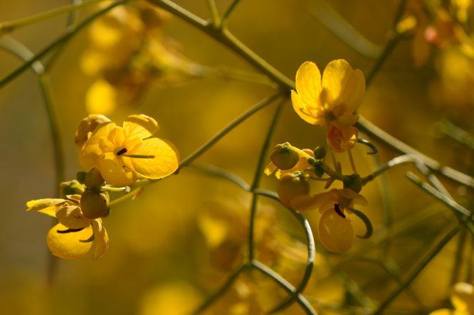 small sunny garden, desert garden, photography, amy myers, garden bloggers foliage day, monthly favorites, senna, nemophila
