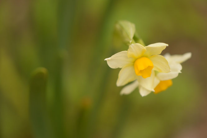 small sunny garden, desert garden, narcissus, autumn colors, bill the bulb baron, amy myers, photography