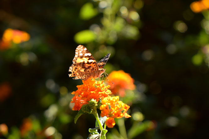 butterfly, photography, amy myers, small sunny garden, desert garden, lantana, wordless wednesday