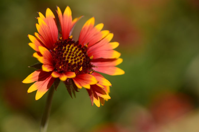 Gaillardia pulchella has made its first appearance in the border this year. Sadly, it is not proving very rabbit proof. This bloom was from several weeks ago, but I thought it deserved some mention!