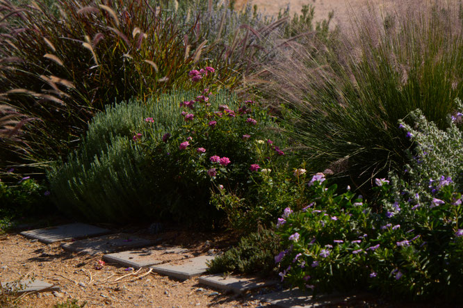 tuesday view, small sunny garden, desert garden, amy myers, photography,