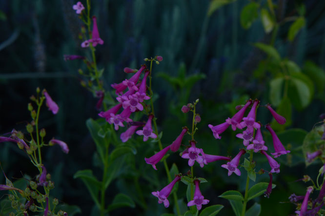 small sunny garden, desert garden, amy myers, garden bloggers bloom day, gbbd
