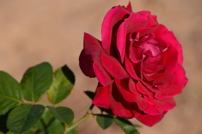 mister lincoln, hybrid tea, rose, herbert swim, small sunny garden, desert garden, amy myers, photography