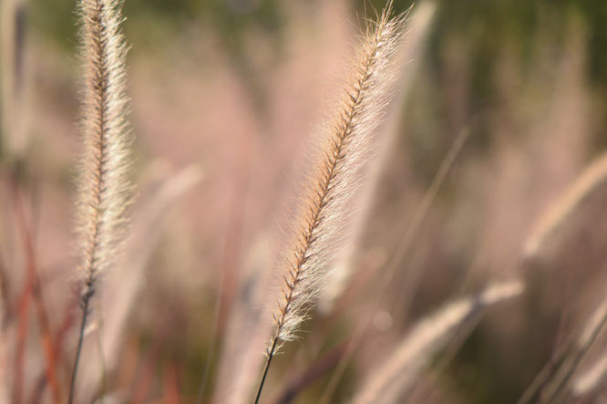 small sunny garden, desert garden, amy myers, garden bloggers bloom day, gbbd, november, photography, pennisetum, rubrum, ornamental grass