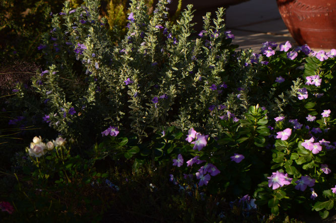 Tuesday view, eremophila, hygrophana, catharanthus, small sunny garden, desert garden, amy myers, photography