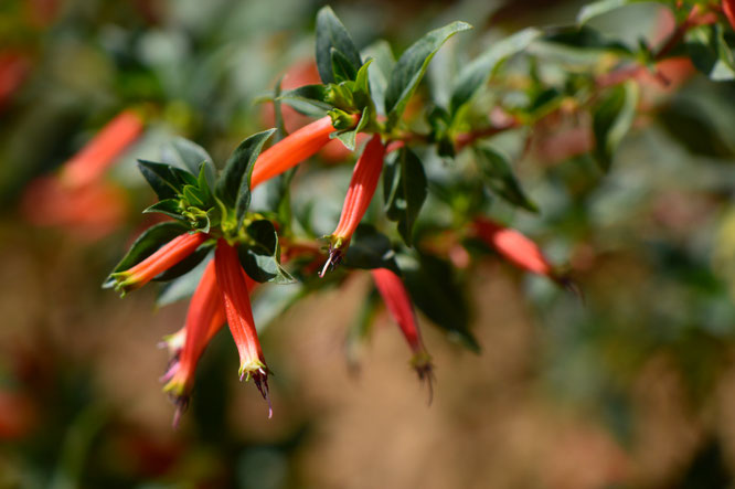 small sunny garden, amy myers, desert garden, garden bloggers bloom day