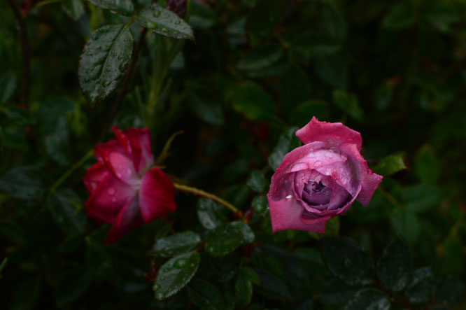 The lavender miniature rose