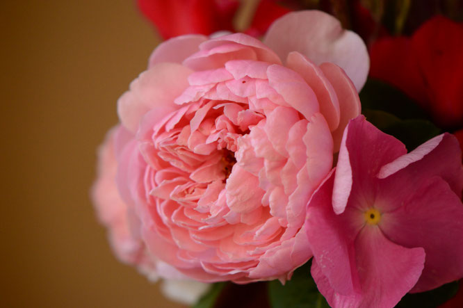 rose, alnwick, small sunny garden, desert garden, amy myers, monday vase, photography, earthenware, pottery, potter, ceramics