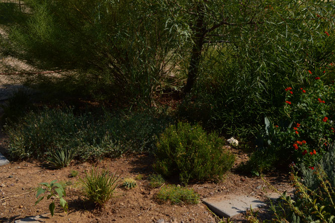 North corner of the border with Chrysactinia mexicana
