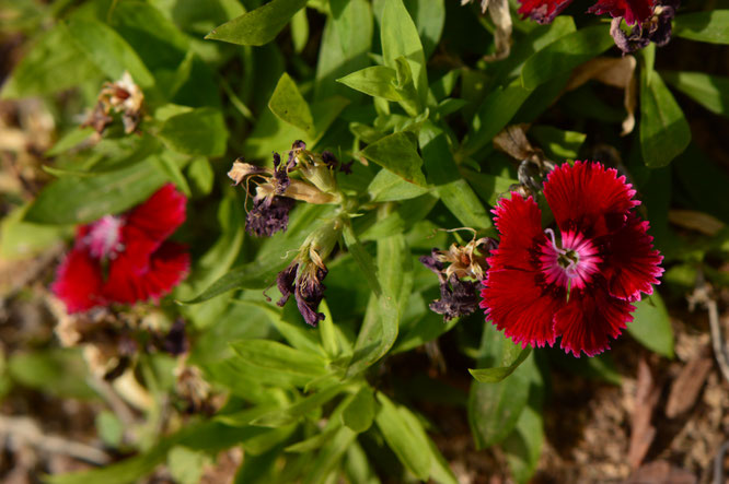small sunny garden, desert garden, amy myers, photography, gbbd, garden bloggers bloom day, spring, flowers, dianthus